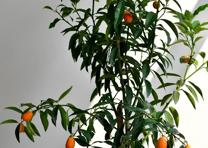 Siyah Lale Cunda 1841 (adults Only)